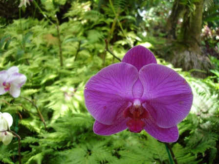 Hilo Purple Orchid